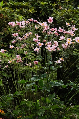 赤城自然植物園