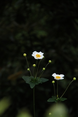赤城自然植物園