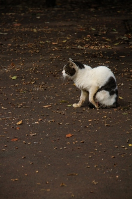 東京港野鳥公園