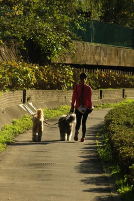 川口市芝川堤