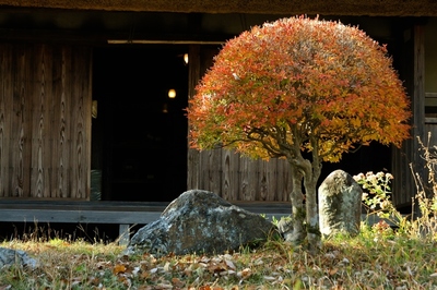 青梅・釜の淵公園　（2019.12.1）
