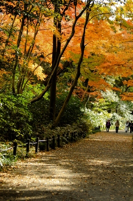 白金台・自然観察園