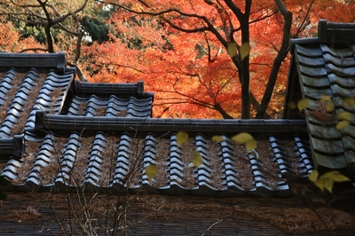 白金台・庭園美術館　（2019.12.）