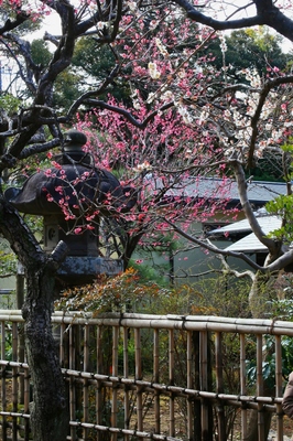 千葉市川市・国府台