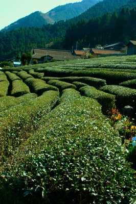 山梨・増穂地区