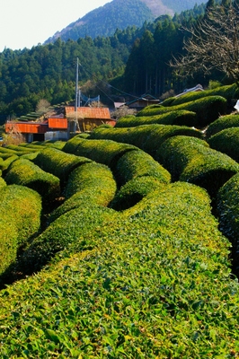 山梨・増穂地区
