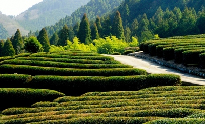 山梨・増穂地区