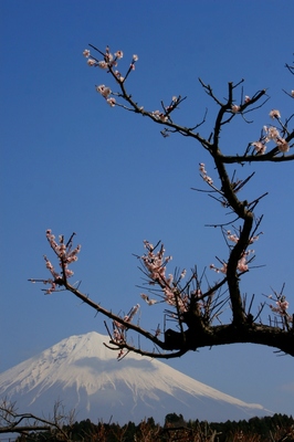 静岡・富士宮市　（2010.3.14）