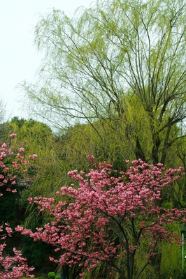 神奈川・三ツ池公園