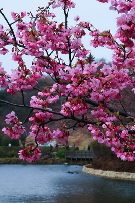 神奈川・三ツ池公園