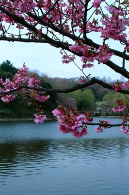 神奈川・三ツ池公園