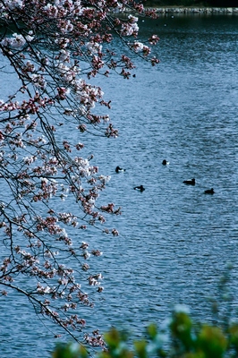 神奈川・三ツ池公園