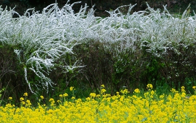 神奈川・三ツ池公園