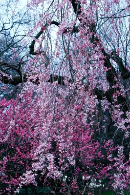 神奈川・三ツ池公園