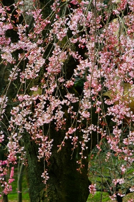 神奈川・三ツ池公園