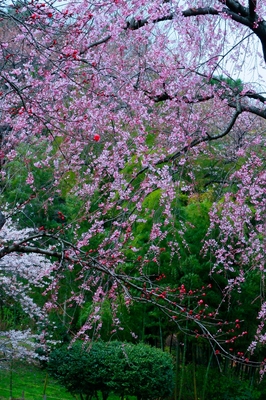 神奈川・三ツ池公園