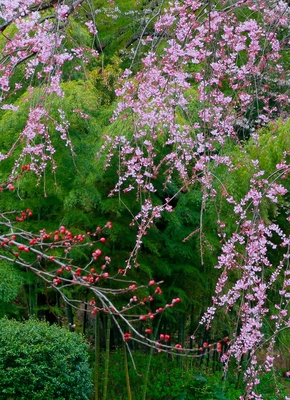 神奈川・三ツ池公園