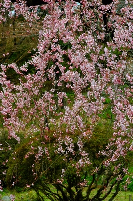 神奈川・三ツ池公園　（2010.3.28）