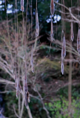 松戸・本土寺