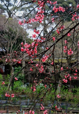 松戸・本土寺