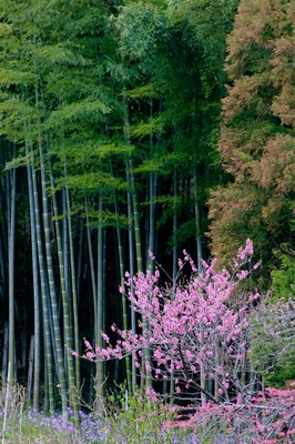 松戸・本土寺