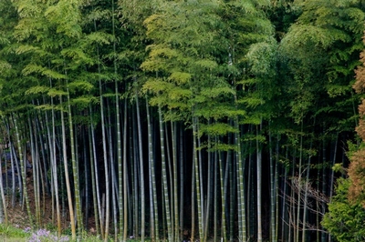 松戸・本土寺