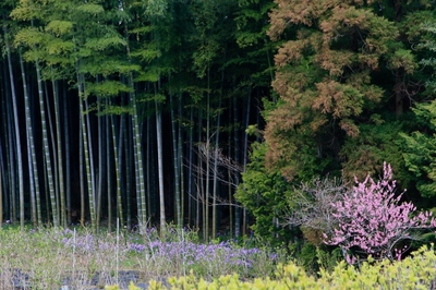 松戸・本土寺