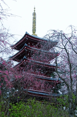 松戸・本土寺　（2010.4.4）