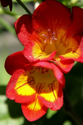 春の花