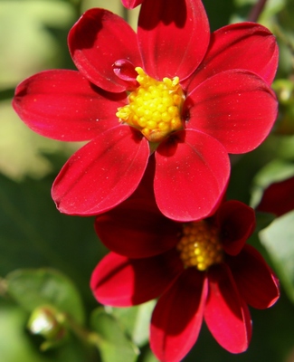 春の花