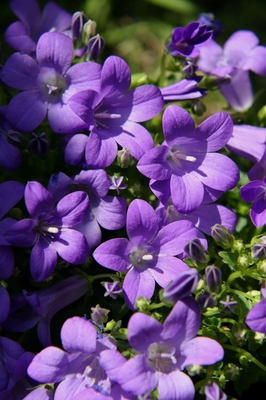 春の花