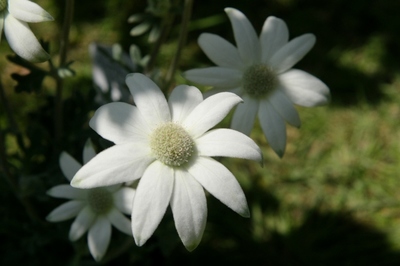 春の花