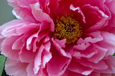 春の花