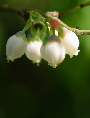 春の花　（2010.5.1）