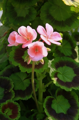 春の花