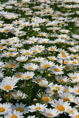 春の花