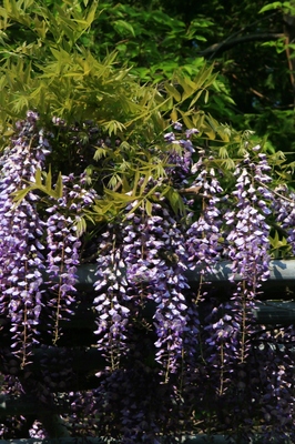春の花　（2010.5.2）