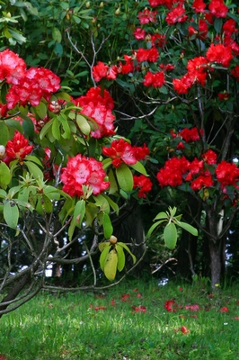神奈川・七沢森林公園