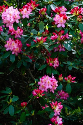 神奈川・七沢森林公園