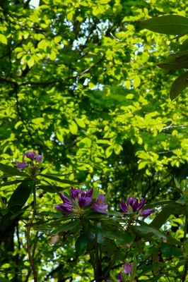 神奈川・七沢森林公園