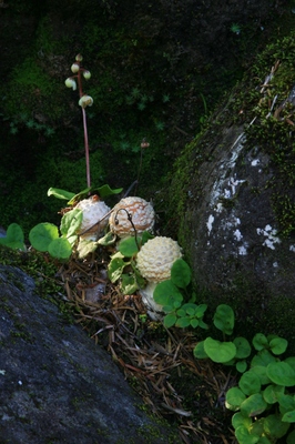 長野・白駒池
