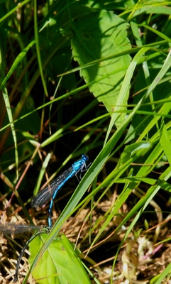長野・白駒池