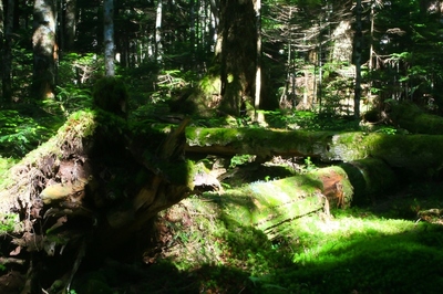 長野・白駒池