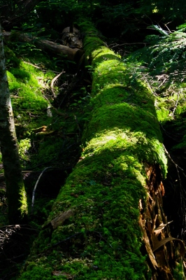 長野・白駒池