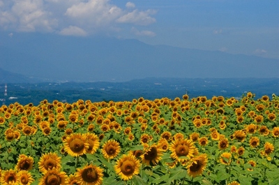 山梨・明野