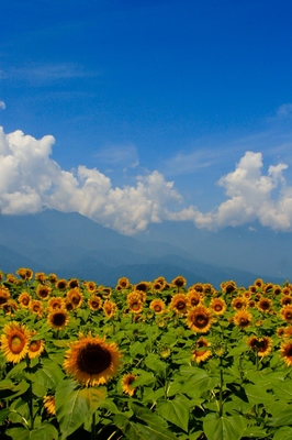山梨・明野