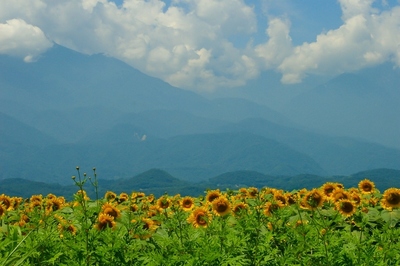 山梨・明野