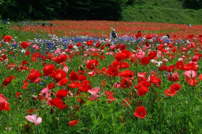 神奈川・くりはま花の国