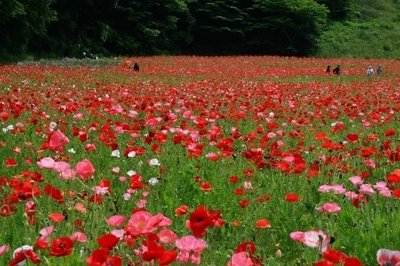 神奈川・くりはま花の国