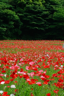 神奈川・くりはま花の国